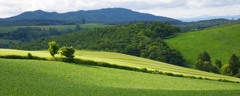 Hokkaido, summer, 2K, Japan, trees, landscape, tree, green Color, hill, rural Scene, grass, background, meadow, outdoors, sky, forest, Biei, agriculture