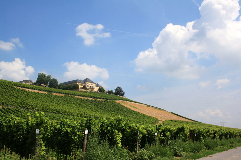 vines, landscape, nature, winegrowing, vine, slope, tranquility, land, crop, Vines, farm, sky, no people, rural scene, field, agriculture, rebstock, scenics - nature