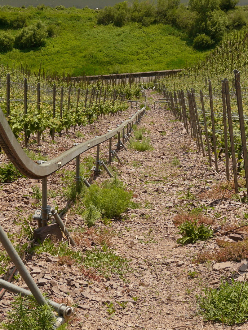 mosel, agriculture, scenics - nature, slate, day, vineyard, tranquility, vines, rural scene, nature, cask of mosel wine, growth, winegrowing, tranquil scene