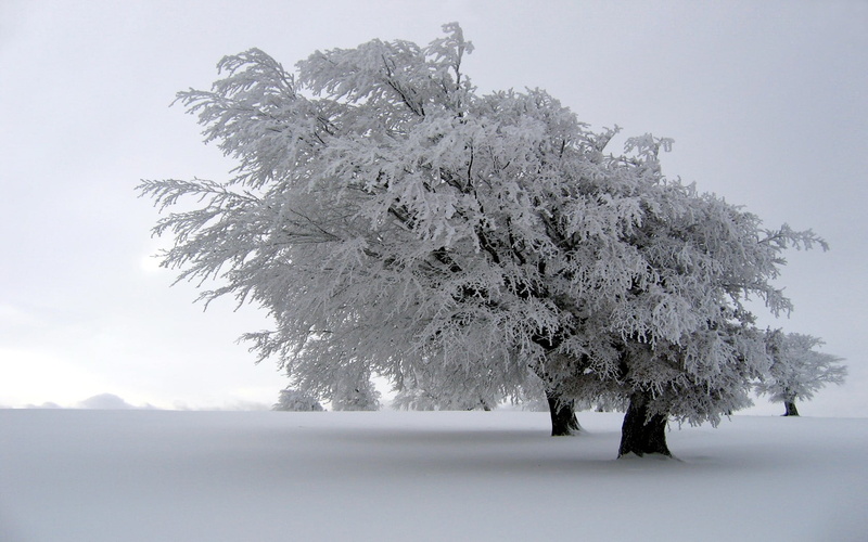 landscape, tree, tranquil scene, non-urban scene, white, snow, land, day, outdoors, scenics - nature, blizzard, extreme weather, cold temperature, 720P
