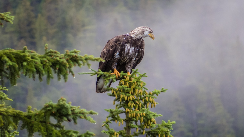 animal wildlife, perching, animals, outdoors, eagle, bird of prey, birds, animal themes, one animal, vertebrate, no people, animal, bird, focus on foreground
