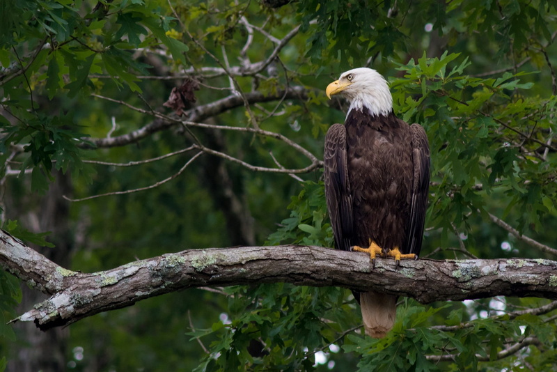 plant, animal themes, tree, animal wildlife, branch, day, animals, animal, one animal, birds, beak, bald eagle, bird of prey, nature, no people, outdoors