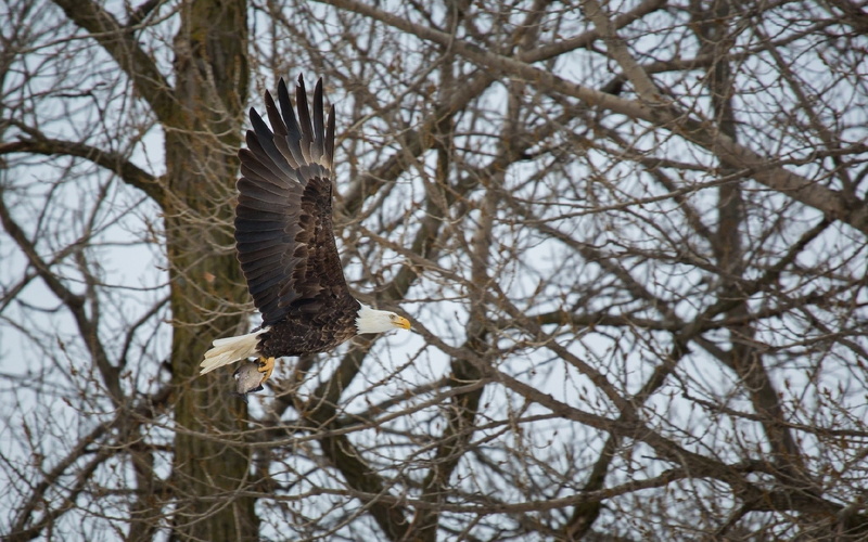 1080P, birds, winter, no people, tree, bird of prey, animals in the wild, plant, animal, branch, nature, animal themes, bare tree, eagle - bird, one animal