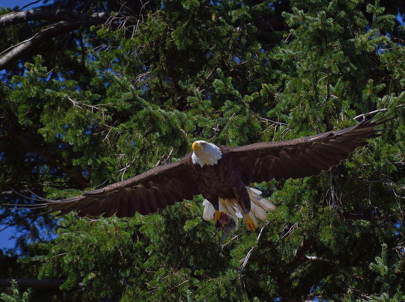 bird of Prey, mid-air, flying, outdoors, tree, spread wings, bird, predator, carnivore, animal, animals In The Wild, bald, branch, one animal, uSA, animals Hunting