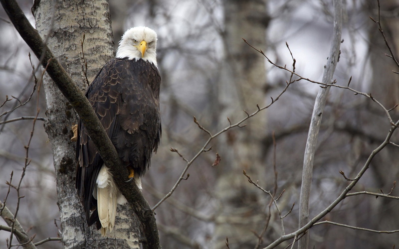  4K, one animal, vertebrate, no people, bird of prey, branch, bald, eagle, animal themes, perching, bare tree, animals in the wild, tree, eagle - bird
