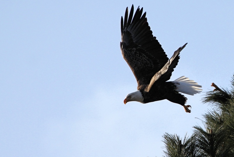 no people, animals In The Wild, wings, uSA, feathers, day, one animal, low angle view, animal, clear sky, dom, eagle, bird of Prey, sky, wildlife, outdoors
