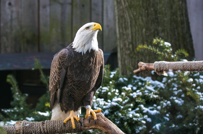 wildlife, animal, bald Eagle, nature, bald, outdoors, animal Eye, animals In The Wild, branch, animal wildlife, perching, animal themes, plant, beak, 2K