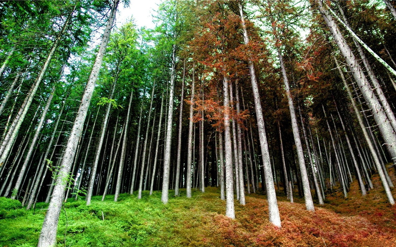 trunks, bald, trees, 1080P, autumn, seasons, spring