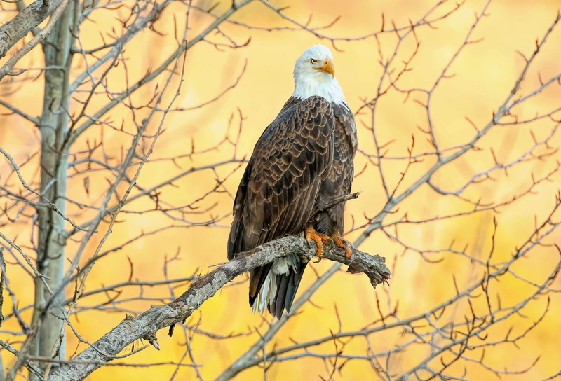 bird, eagle, branches, 1080P, tree, bald eagle, yellow background