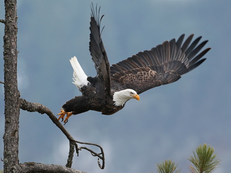 tree, wings, bald eagle, bird, the rise, hawk, 1080P