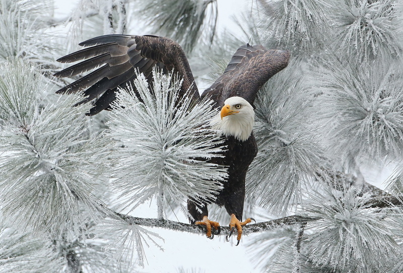 eagle - bird, one animal, winter, vertebrate, tree, animal wildlife, plant, white, cold temperature, animals in the wild, coniferous tree, outdoors, no people