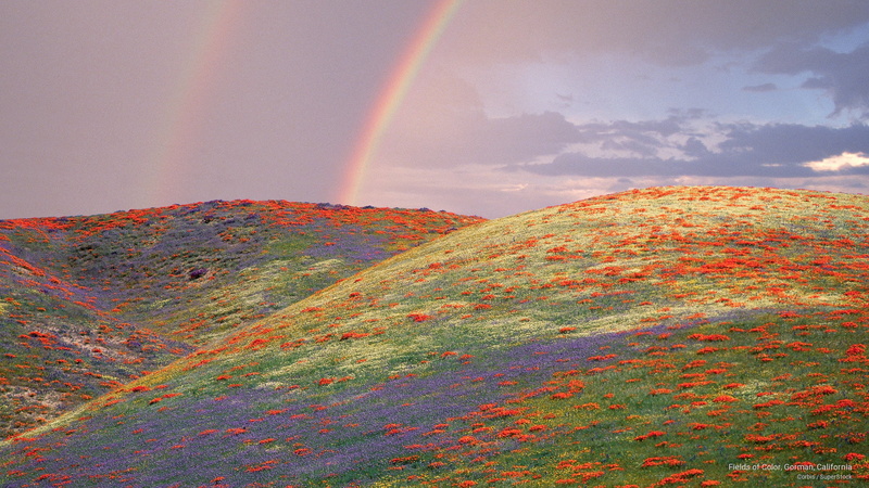 california, 2K, Spring/Summer, gorman, color, fields