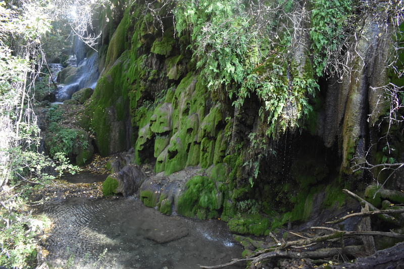 green color, 5K, gorman falls - colorado bend state park, Gorman Falls, rainforest, motion, beauty in nature, waterfall, flowing, Texas, tree, forest
