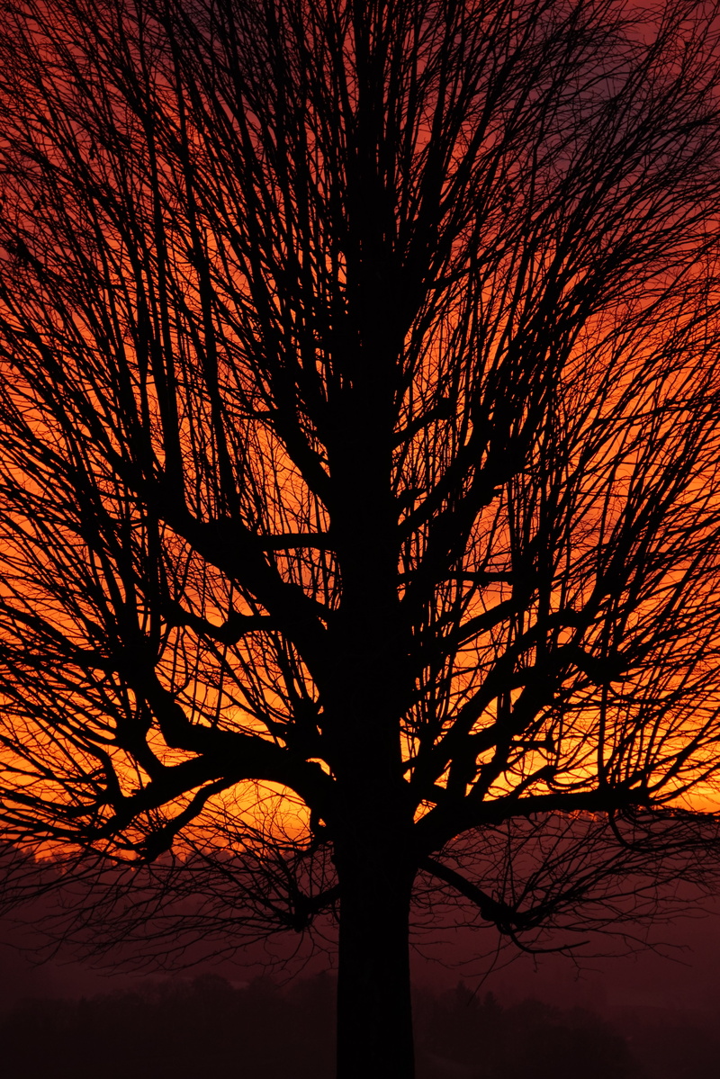 aesthetic, sunset, yellow, scenics, silhouette, growth, single standing, sky, back light, red, burstweid, branch, orange, wyssachen, low angle view, trunk