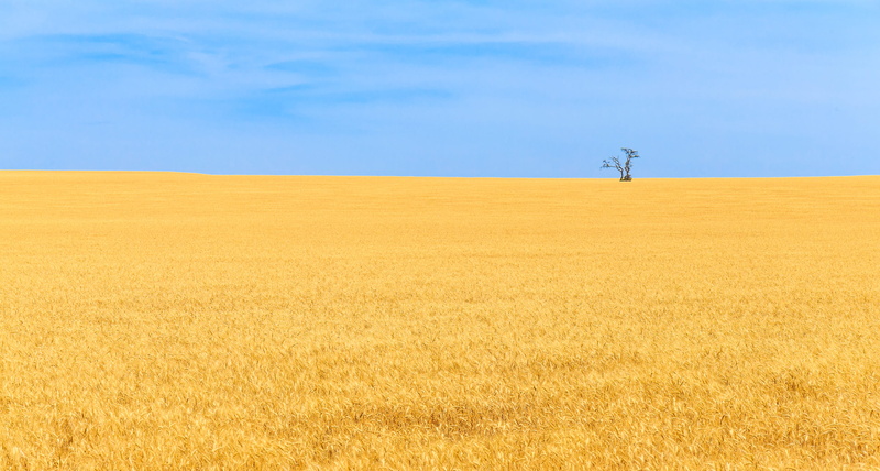 tranquility, farm, brown, scenics - nature, nature, day, beauty in nature, horizon over land, tranquil scene, outdoors, agriculture, plant, scenery, tree