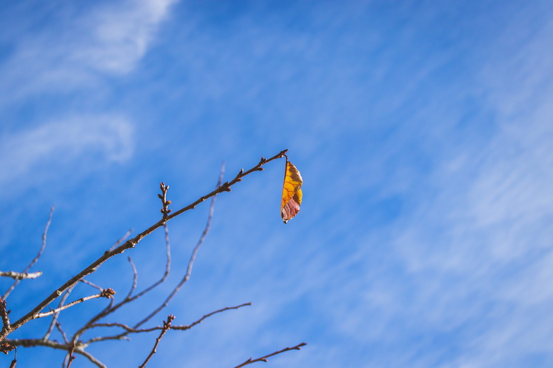 leaf, day, cloud - sky, blue sky, tree, new zealand, dry, tranquility, blue, blue skies, solitary, clouds, plant, bare tree, winter, environment, 5K, auckland