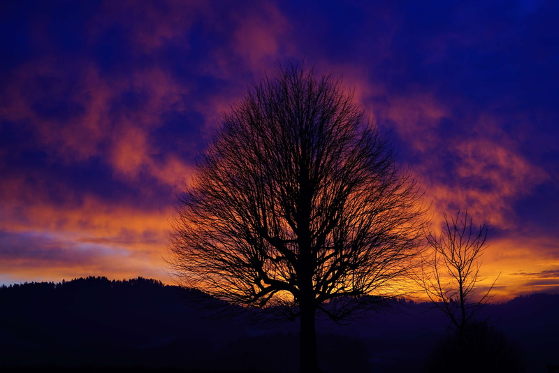 aesthetic, single standing, red, nature, beauty in nature, fiery, cloud - sky, cloud glow, silhouette, plant, landscape, burstweid, 4K, clouds, individually