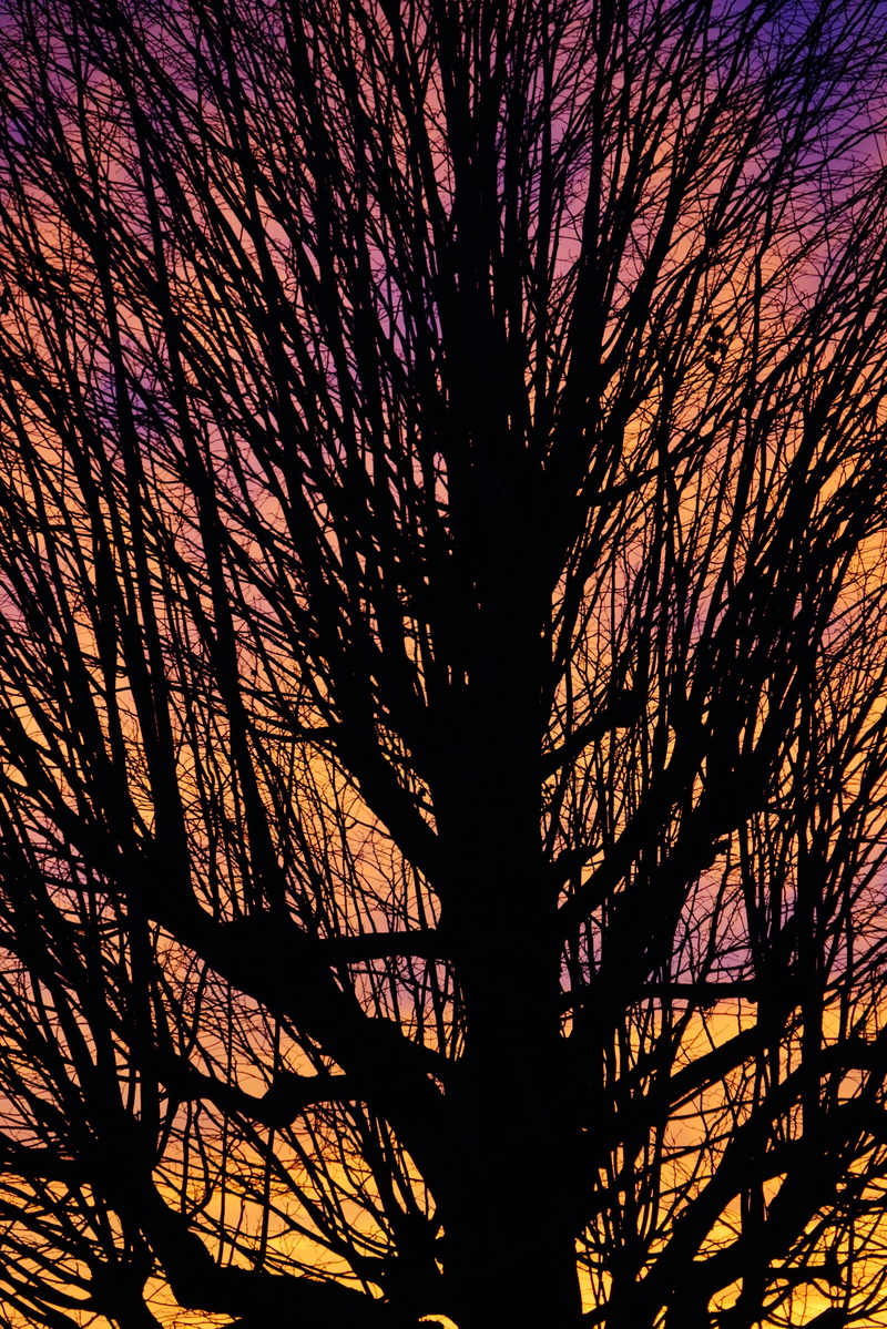 sky, wyssachen, growth, branches, purple, low angle view, branch, isolated, back light, beauty in nature, cloud glow, abendstimmung, individually, orange