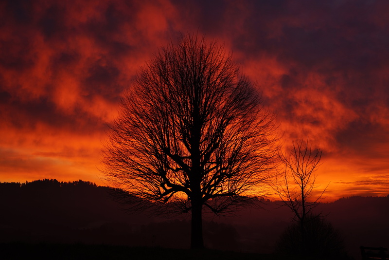 burstweid, cloud - sky, switzerland, tree trunk, tribe, nature, tranquility, single tree, scenics - nature, back light, environment, scenics, red, clouded sky