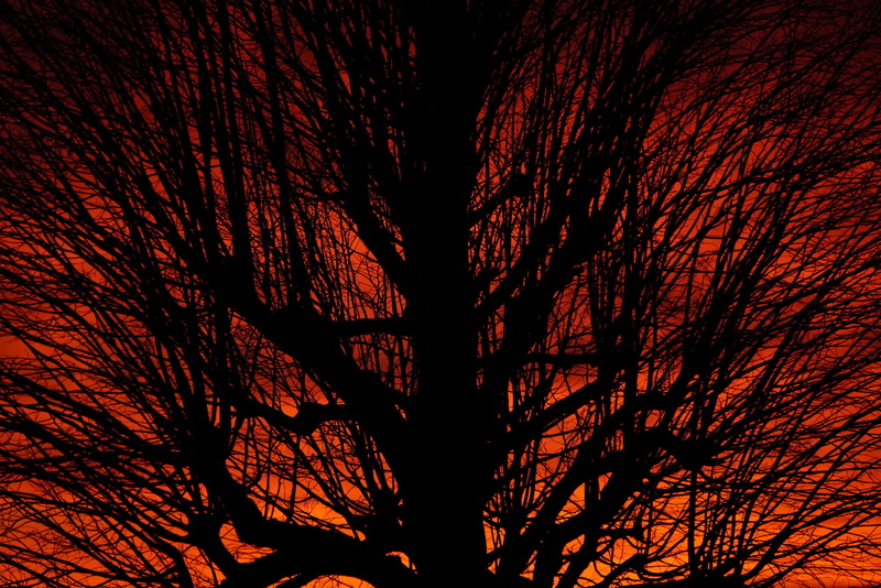 clouds, 4K, silhouette, bare tree, solitary, aesthetic, orange color, nature, plant, tree trunk, light, evening sky, fiery, single tree, individually