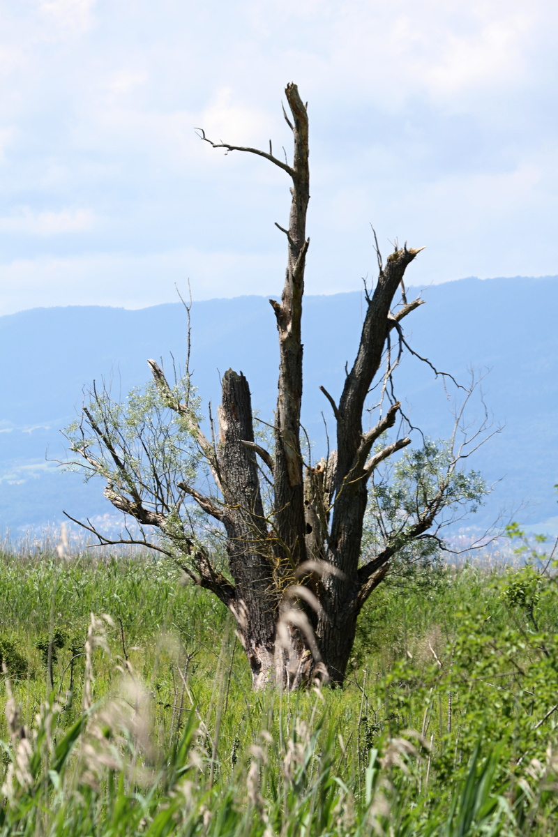 log, scrawny tree, grass, day, outdoors, dead plant, lonely, scenics - nature, tranquil scene, beauty in nature, tree, growth, 5K, cloud - sky, nature