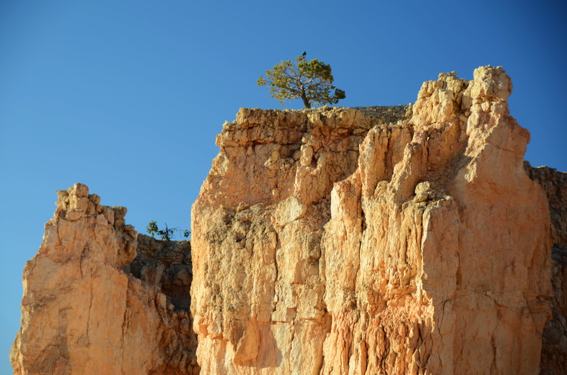 arid climate, land, eroded, climate, rock, lone tree, travel, sandstone, desert, bryce, national park, non-urban scene, solitary, tranquil scene, tree