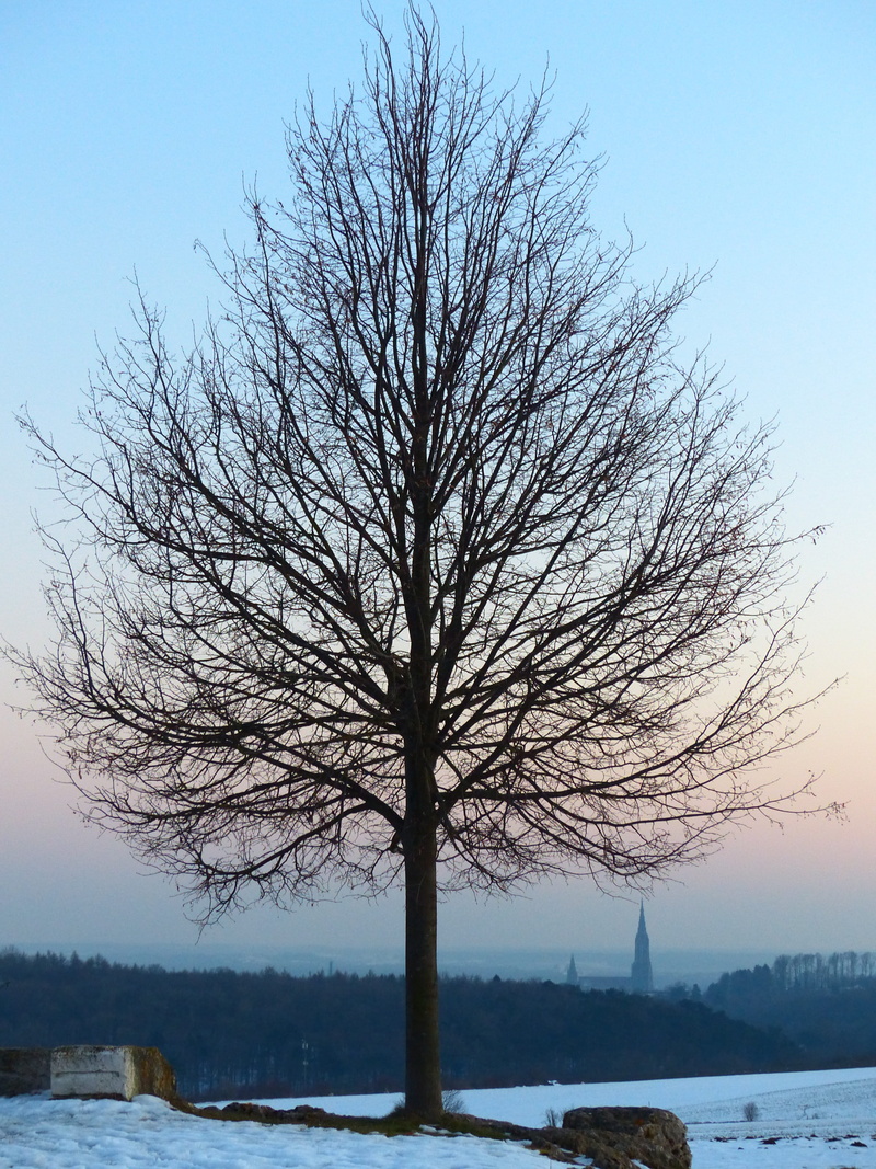 frozen, city, clear sky, bare tree, Ulm, münster, solitary tree, branch, beauty in nature, scenics - nature, ulm cathedral, lake, plant, single standing