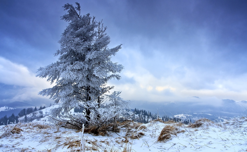 non-urban scene, cloud - sky, snow, Seasons, no people, beauty in nature, fir, scenics - nature, fir tree, white color, tranquil scene, land, Winter, snowcapped mountain