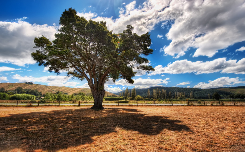tranquil scene, New Zealand, Oceania, Pasture, landscape, nature, environment, Clouds, scenics - nature, Dirt, solitary, no people, land, Tree, non-urban scene
