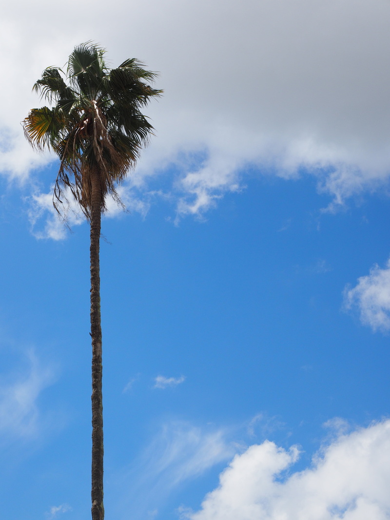 low angle view, individually, alone, blue, palm leaf, individual tree, no people, nature, tree, solitary, scenics - nature, palm tree, tranquility, growth