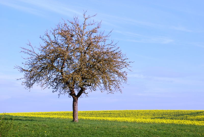 growth, spring, scenics - nature, brown, no people, tranquil scene, yellow, green, sunlight, leafed, single, landscape, tree, springtime, tranquility, flower