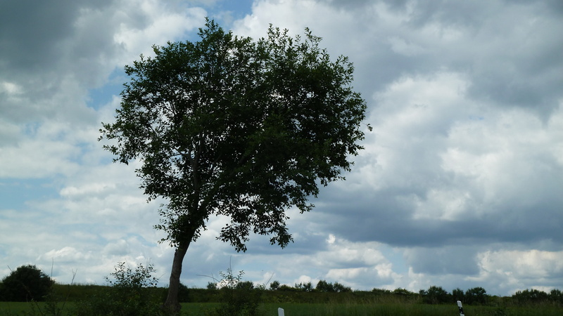 windfluechter, cloudiness, tranquil scene, plant, non-urban scene, day, weather mood, tranquility, solitary, no people, clouds, scenics - nature, landscape