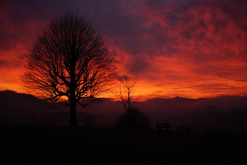tribe, beauty in nature, silhouette, individually, branches, 8K, tree, landscape, clouded sky, yellow, red, switzerland, dark, clouds, bare tree, scenics - nature