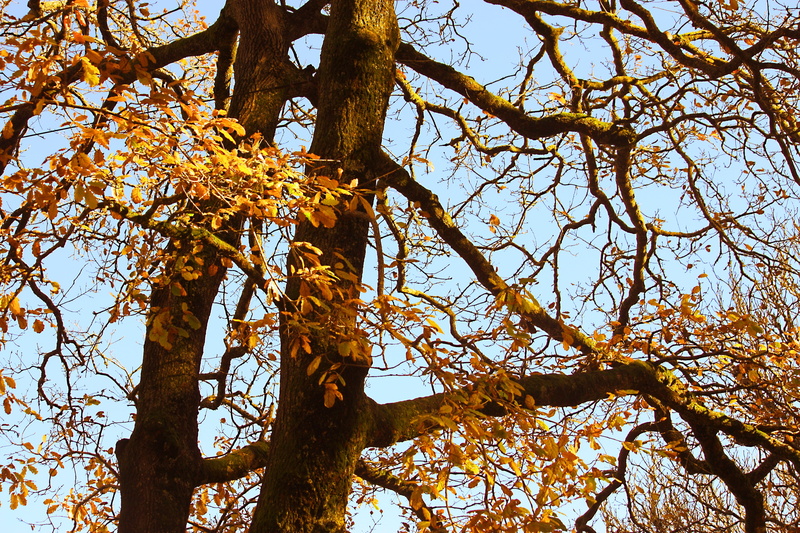 change, clear sky, beauty in nature, outdoors, tree trunk, growth, outdoor, seasonal, tranquility, blue, strong, low angle view, tree canopy, orange, rural