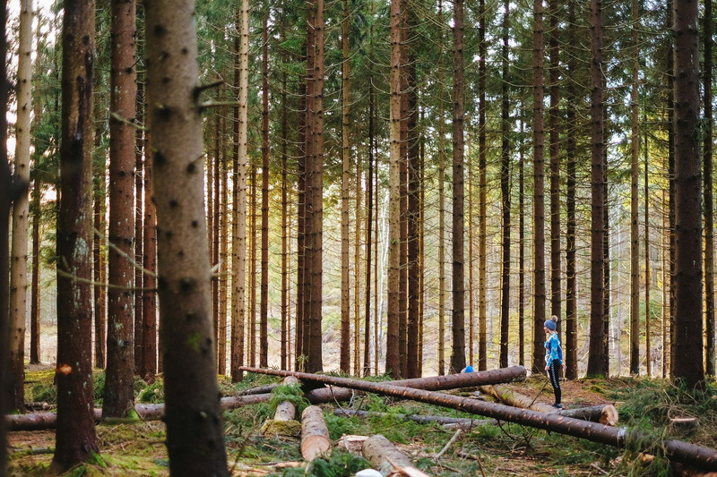 day, forest, woman, solitary, one person, nature, woods, explore, trees, solitude, leisure activity, hide, person, tree trunk, girl, growth, full length