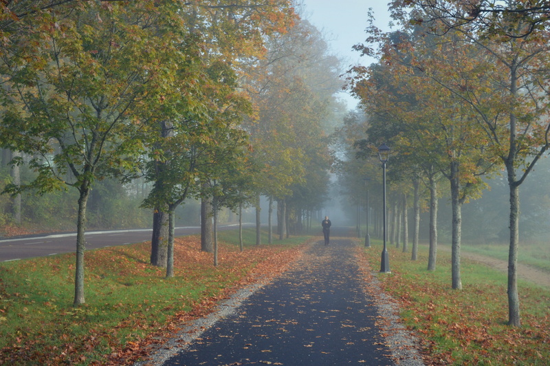 growth, perspective, nature, autumn collection, treelined, tranquil scene, pathway, direction, diminishing perspective, road, the way forward, walking