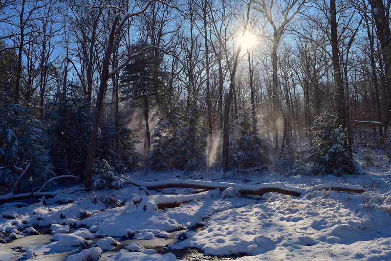 park, sunny, land, nature, forest, beauty in nature, peaceful, solitary, no people, rural, sunlight, landscape, daytime, white color, covering, outdoor