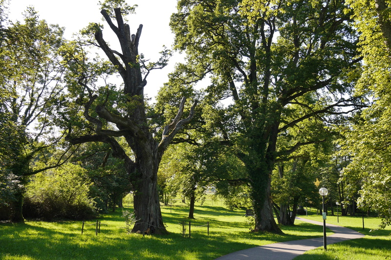 Live, tranquil scene, day, park, tree, walk, Dead Tree, live new, away, Solitary, nature, no people, sunlight, beauty in nature, 4K, outdoors, trees, green color