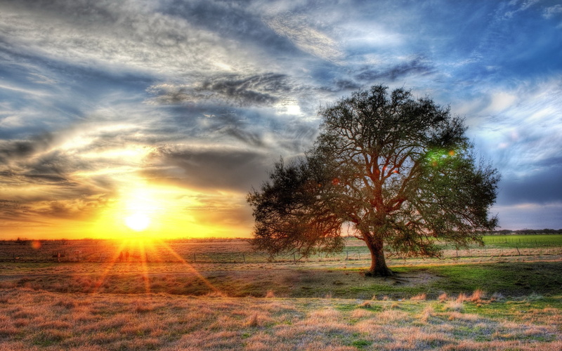 Rays, Sunset, Tree, 2K, Clouds, Lonely, Sun, Grass