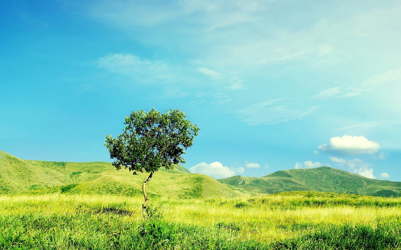 tranquil scene, green, beauty In Nature, meadow, sunlight, growth, tree, no People, field, rural Scene, 1080P, day, grass, summer, hill, nature, forest