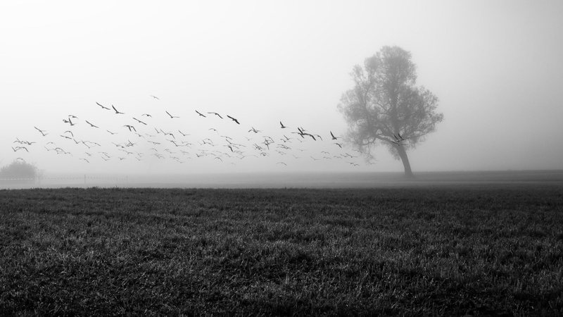 animal themes, flying, bird, plant, group of animals, environment, Field, vertebrate, Lonely Tree, no people, Earth, sky, Nature, animal, landscape, Flock Of Birds
