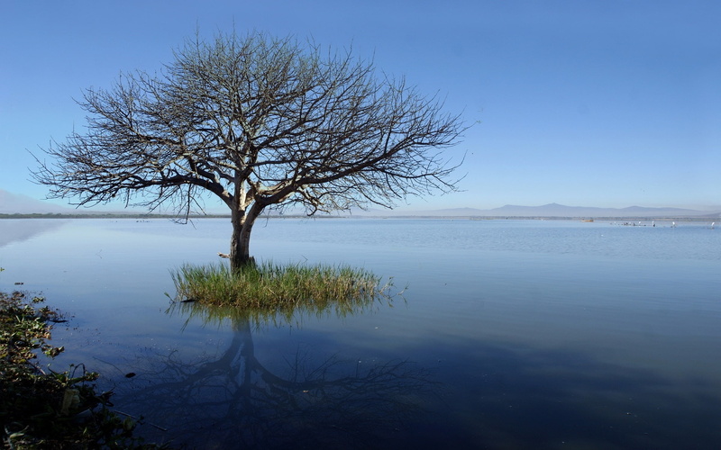 1080P, Tree, trunk, Lonely, white, Blue, Lake