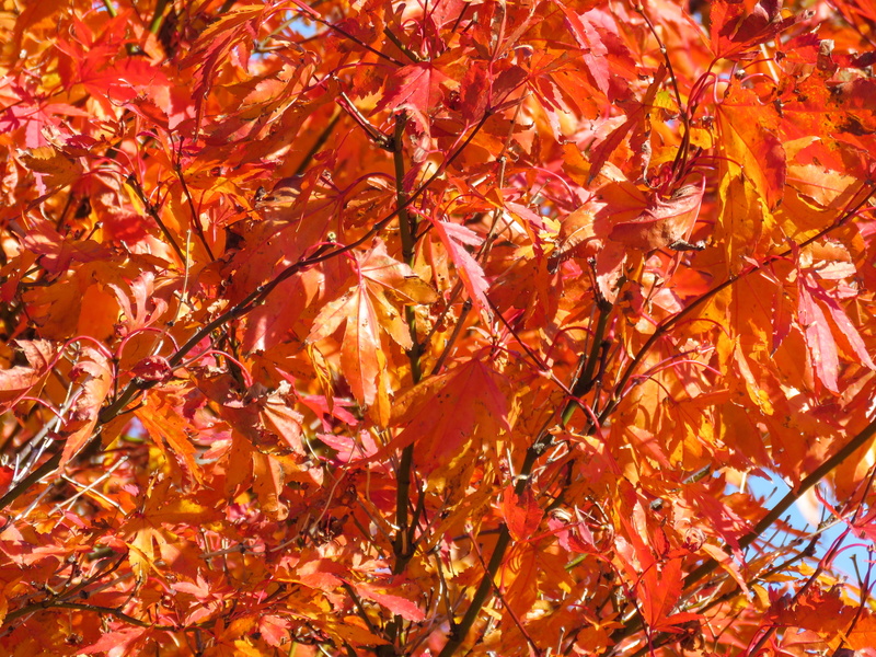 autumn collection, full frame, fall, 4K, day, nature, maple tree, orange color, tree, orange, mapple, no people, beauty in nature, natural condition, branch