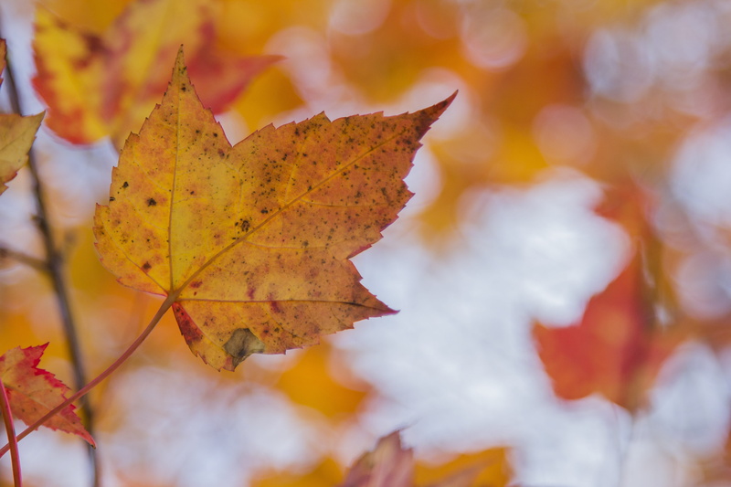 no people, plant part, tree, orange color, focus on foreground, nature, natural condition, leaf vein, orange leaves, Orange, leaf, maple tree, quebec, Canada
