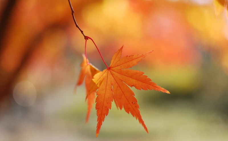 leaf, plant part, change, maple tree, mapple, Seasons, Maple, nature, Orange, Autumn, Colors, beauty in nature, natural condition, focus on foreground