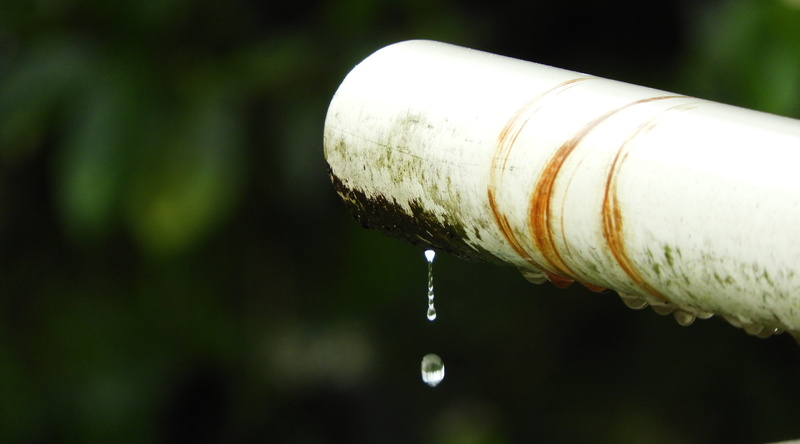 tree, purity, outdoors, wet, nature, close-up, rain, leaking, metal, day, falling, focus on foreground, leak, pipe, plant, no people, flowing, motion, 5K