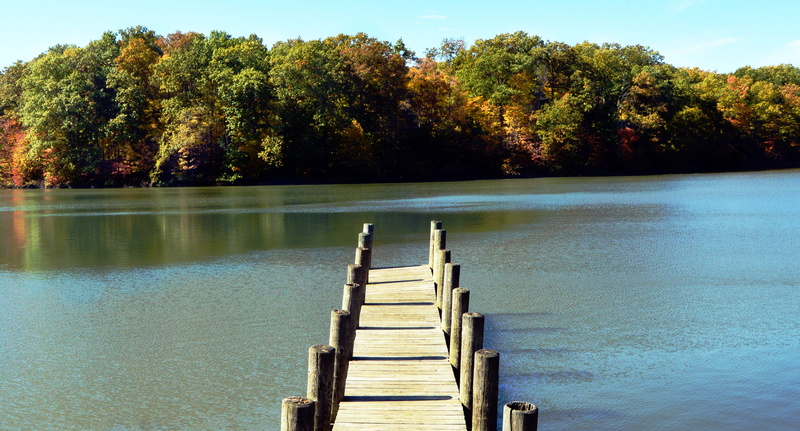 no people, fall, plant, lake, water, wood - material, boardwalk, youngstown, shivelycreative, day, outdoors, trees, park, idyllic, the way forward, pier
