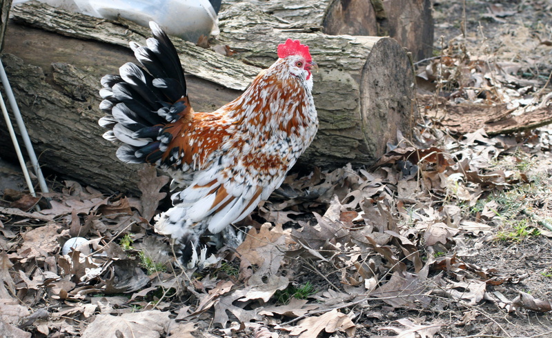 fall, rooster, domestic, mille fleur duccle, autumn, pet, domestic animals, pets, poultry, no people, leaves, feather foot, orange, hen, one animal, feather