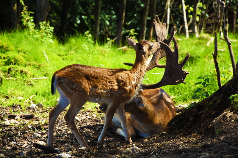 animal wildlife, bambi, animals in the wild, forest animal, wild, european deer, wild animal, land, 5K, vertebrate, young, sunlight, hirsch, kitz, animal family