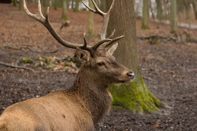 herbivorous, brown, forest, animal wildlife, near, hunting, doe, wild, animal world, forestry, outdoors, one animal, vertebrate, tree, domestic animals